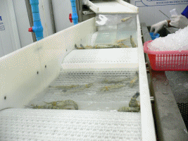 Produktion von Freshwater-Shrimps