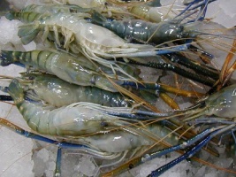 Produktion von Freshwater-Shrimps
